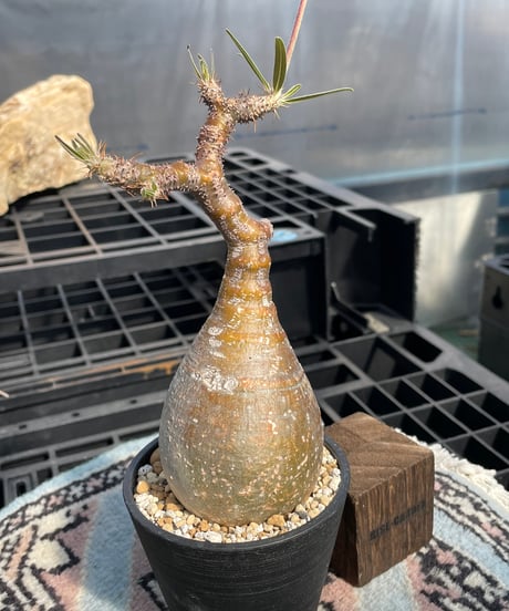 パキポディウム グラキリス　Pachypodium gracilius 　発根済　(gk-419)