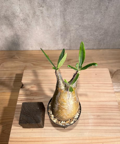 パキポディウム グラキリス　Pachypodium gracilius 　発根済　(商品番号gk-91)