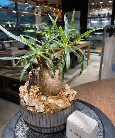 パキポディウム グラキリス　Pachypodium gracilius 　発根済　(gk-514valiem）