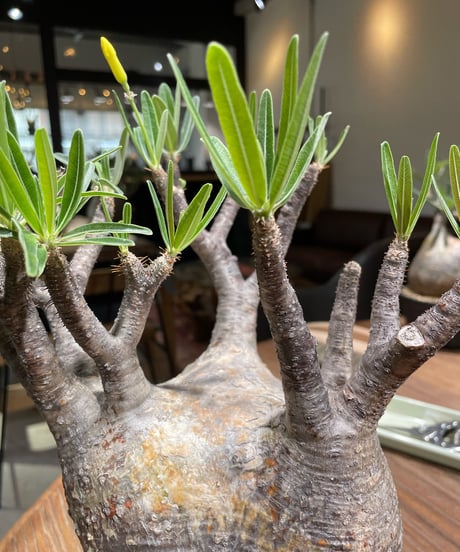 パキポディウム グラキリス　Pachypodium gracilius 　発根済　(gk-368)