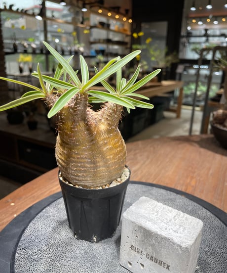 パキポディウム グラキリス　Pachypodium gracilius 　発根済　(gk-460)