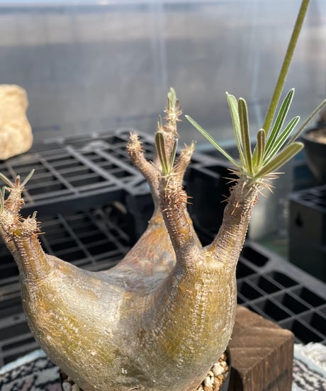 パキポディウム グラキリス　Pachypodium gracilius 　発根済　(gk-404)