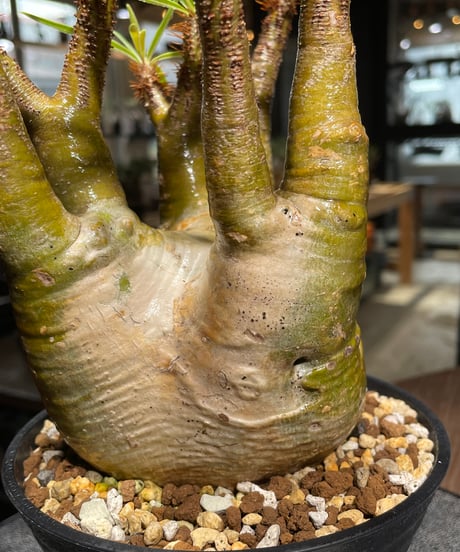 パキポディウム グラキリス　Pachypodium gracilius 　発根済　(gk-473)