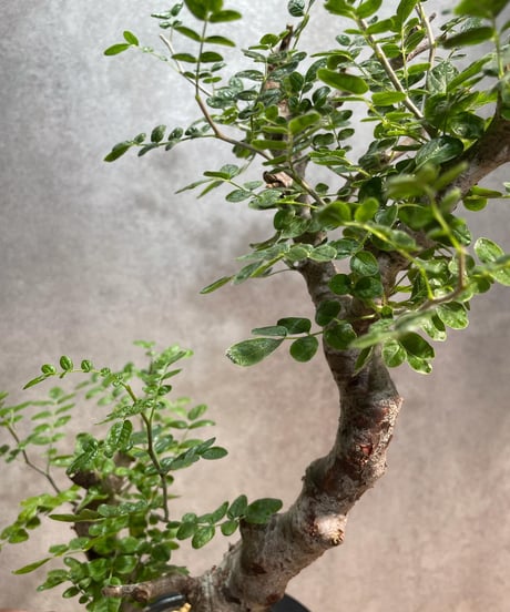 コミフォラ モンストローサ /Commiphora monstrosa　発根済　 (幹幅約5cm)　(商品番号mr-13)