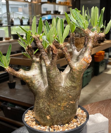 パキポディウム グラキリス　Pachypodium gracilius 　発根済　(gk-543)