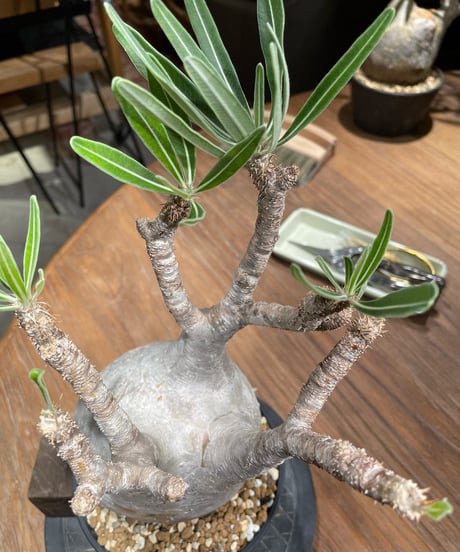 パキポディウム グラキリス　Pachypodium gracilius 　発根済　(gk-374)