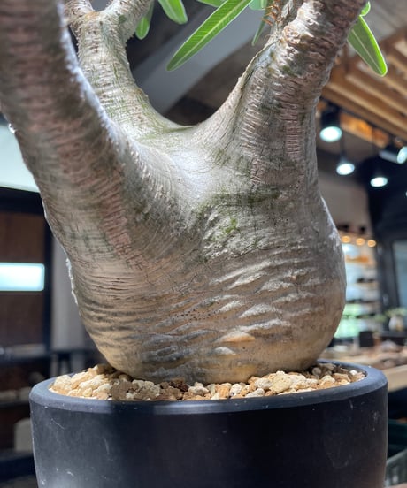 パキポディウム グラキリス　Pachypodium gracilius 　発根済　(gk-479)