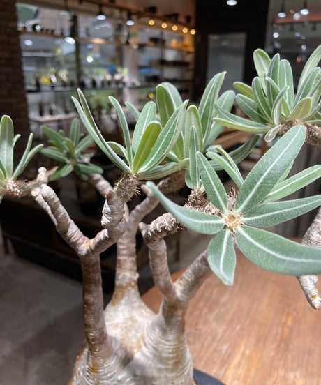 パキポディウム グラキリス　Pachypodium gracilius 　発根済　(gk-455）