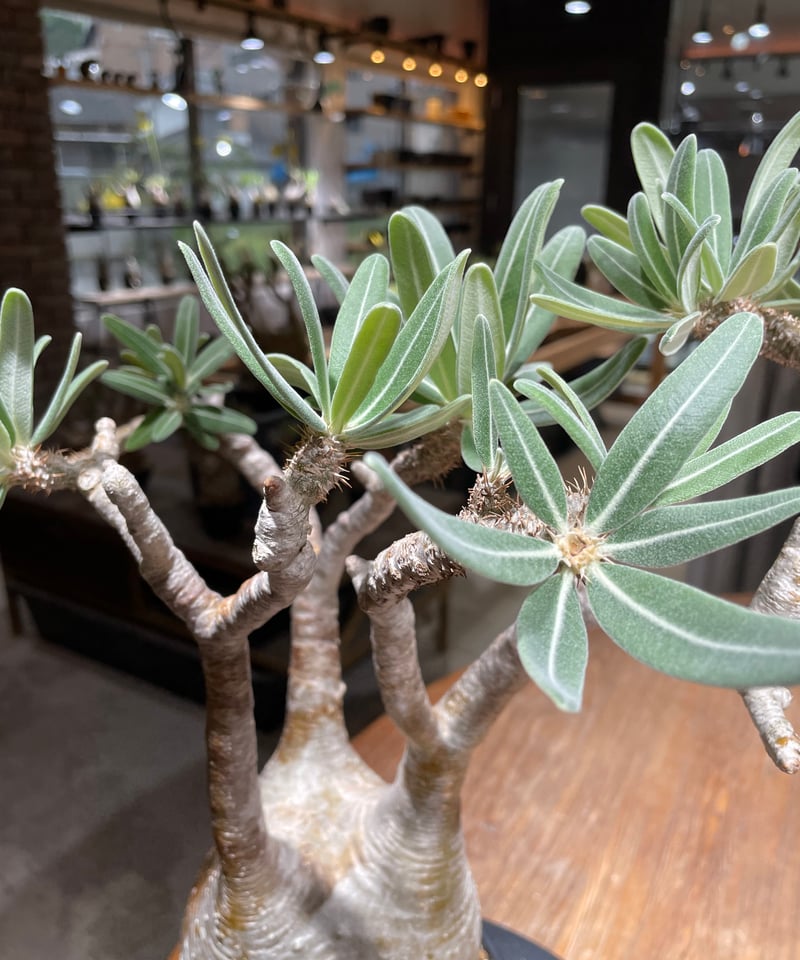 パキポディウム グラキリス Pachypodium gracilius 発根済 (gk-45