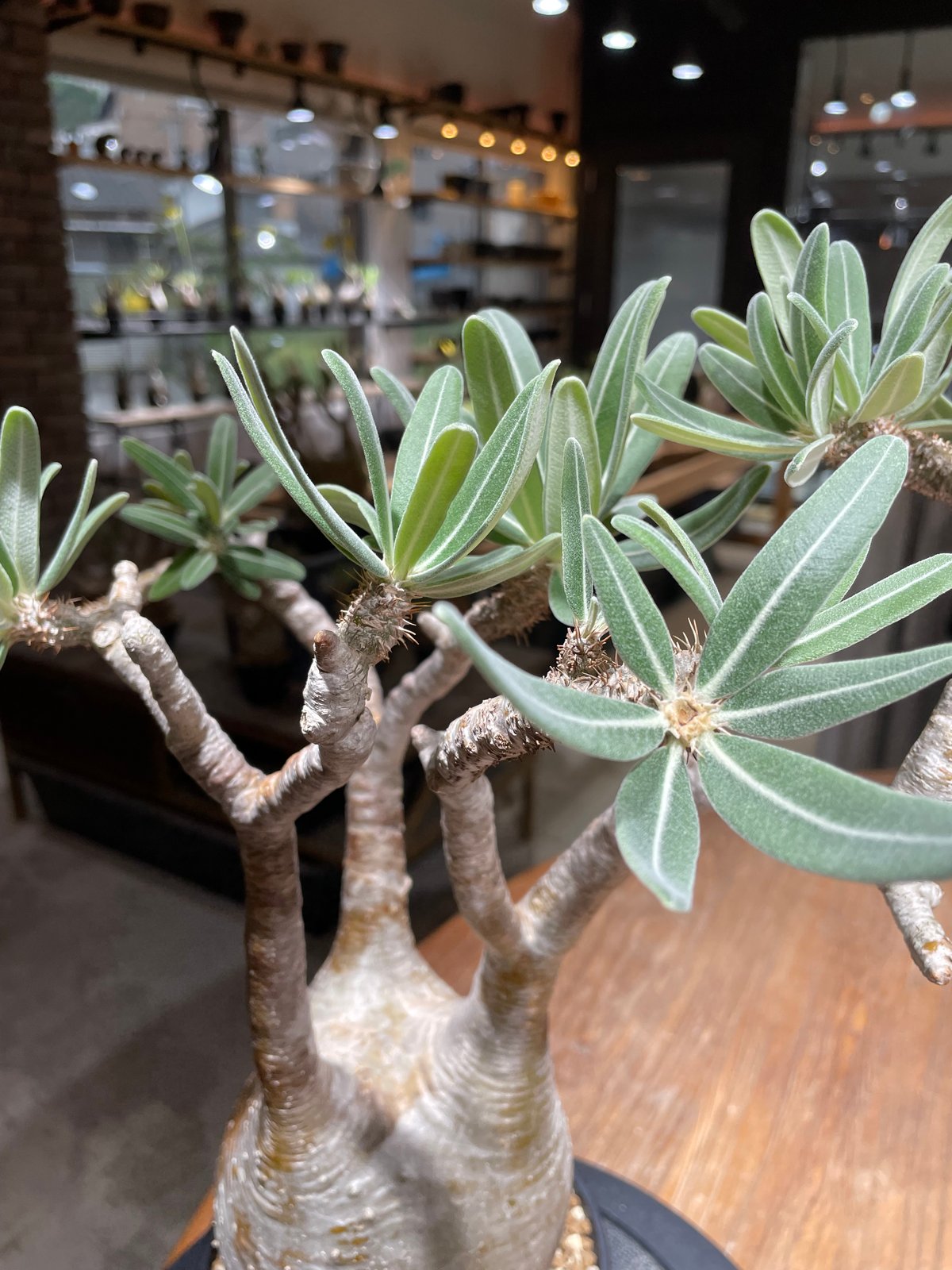 パキポディウム グラキリス Pachypodium gracilius 発根済 (gk-45