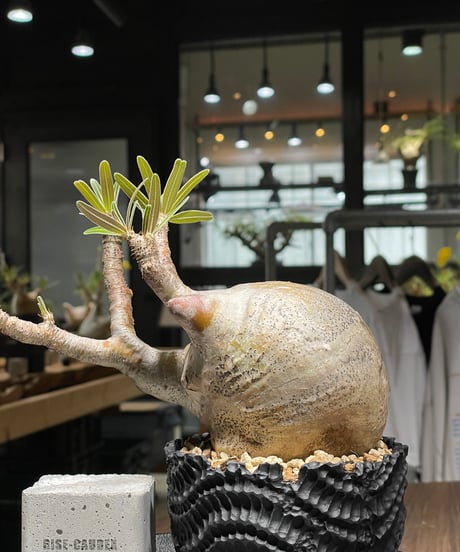 パキポディウム グラキリス　Pachypodium gracilius 　発根済　(gk-437)dip鉢