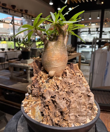 パキポディウム グラキリス　Pachypodium gracilius 　発根済　(gk-499）