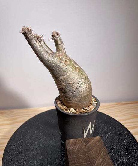 パキポディウム グラキリス　Pachypodium gracilius 　発根済　(商品番号gk-128valiem)VALIEM  (VALIEMタグ付き)