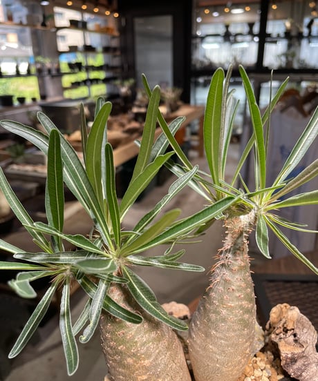 パキポディウム グラキリス　2頭　Pachypodium gracilius 　発根済　(gk-507）