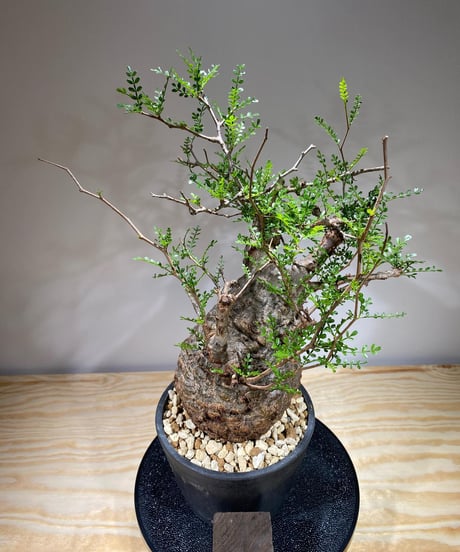 オペルクリカリア パキプス／Operculicarya pachypus　発根済　(商品番号PP-67)