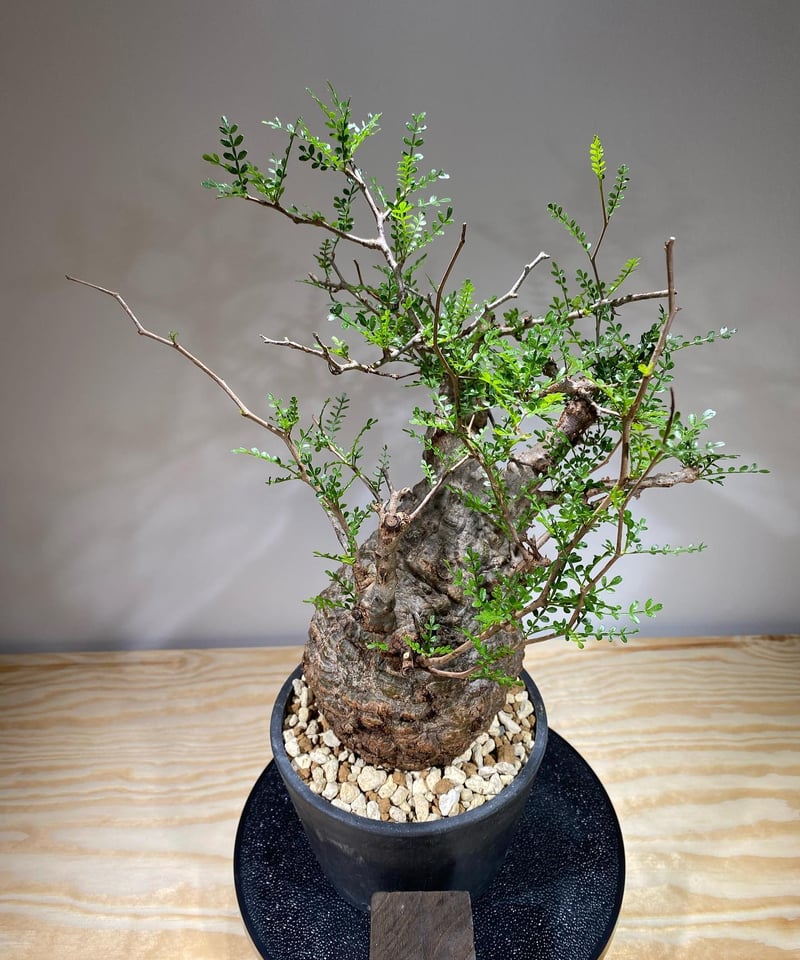 オペルクリカリア パキプス Operculicarya　Pachypus HACHI-8公式】オペルクリカリア・パキプス -Operculicarya