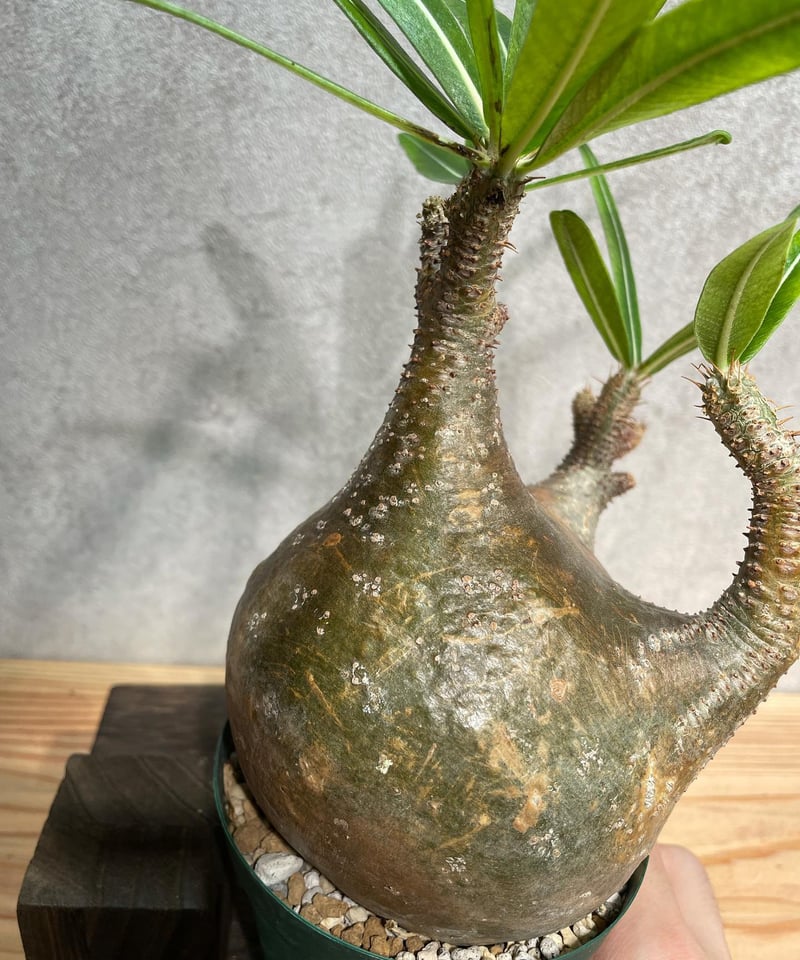 パキポディウム グラキリス Pachypodium gracilius 発根済(塊根