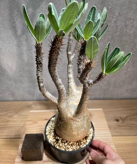 パキポディウム グラキリス　Pachypodium gracilius 　発根済　(商品番号gk-78)
