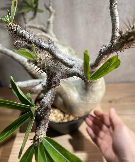 パキポディウム グラキリス　Pachypodium gracilius 　発根済　(商品番号gk-94)