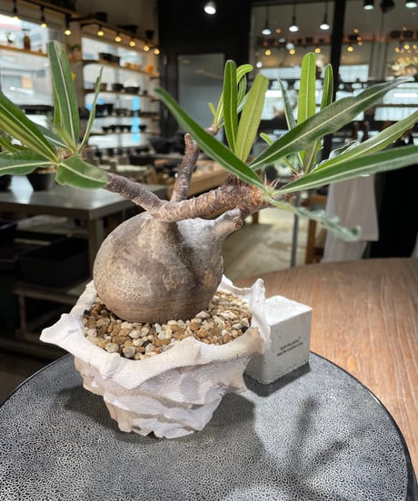 パキポディウム グラキリス　Pachypodium gracilius 　発根済　(gk-571) (鉢：LAVOR Ssize WHITESAND)