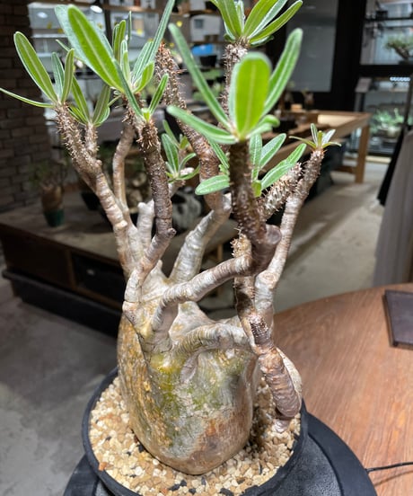 パキポディウム グラキリス　Pachypodium gracilius 　発根済　(gk-472)