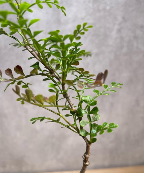 オペルクリカリア パキプス／Operculicarya pachypus　実生２年株　発根済　(商品番号PP-48valiem) VALIEM 　WARP　sizeM　(VALIEMタグ付き)