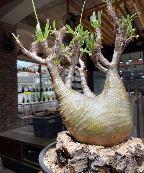 パキポディウム グラキリス　Pachypodium gracilius 　発根済　(gk-449）