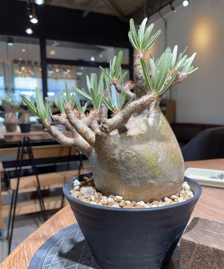 パキポディウム グラキリス　Pachypodium gracilius 　発根済　(gk-406)