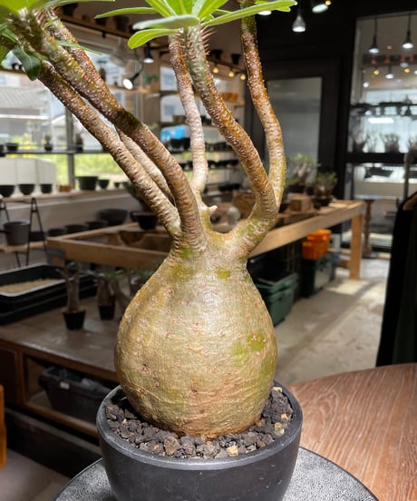 パキポディウム グラキリス　Pachypodium gracilius 　発根済　(gk-319)