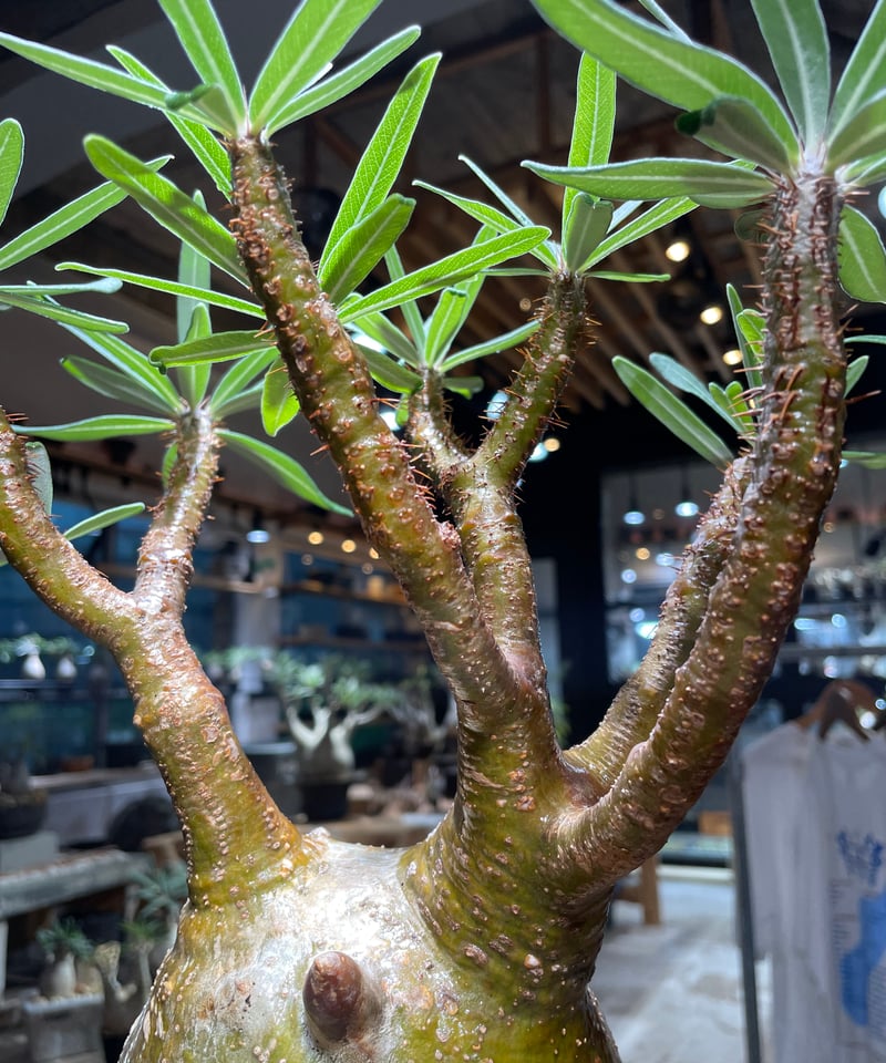 【発根済】グラキリス パキポディウム グラキリス Pachypodium gracilius 発根済 (gk-51