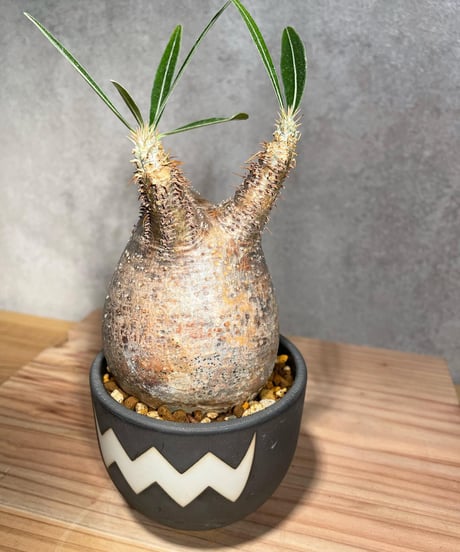 パキポディウム グラキリス　Pachypodium gracilius 　発根済　(商品番号gk-26valiem)  VALIEM 　BOWL　sizeS　(VALIEM巾着、タグ付き)
