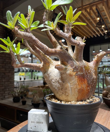 パキポディウム グラキリス　Pachypodium gracilius 　発根済　(gk-464)
