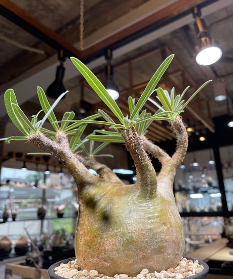 パキポディム グラキリス　Pachypodium gracilius 　発根済　(gk-207)