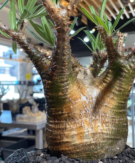 パキポディウム グラキリス　Pachypodium gracilius 　発根済　(gk-546)（鉢：RAVOR　M）