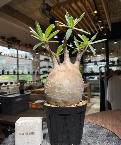 CATEGORY Pachypodium gracilius(パキポディウム グラキリス) |