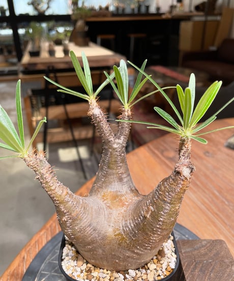 パキポディウム グラキリス　Pachypodium gracilius 　発根済　(gk-380)