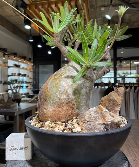 CATEGORY Pachypodium gracilius(パキポディウム グラキリス) |