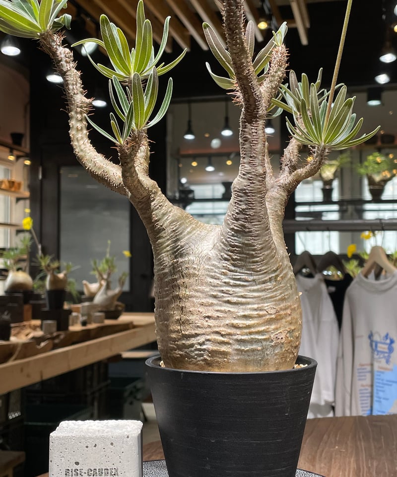 パキポディウム グラキリス Pachypodium gracilius ③ パキポディウム グラキリス 3頭 | GREEN LUCK