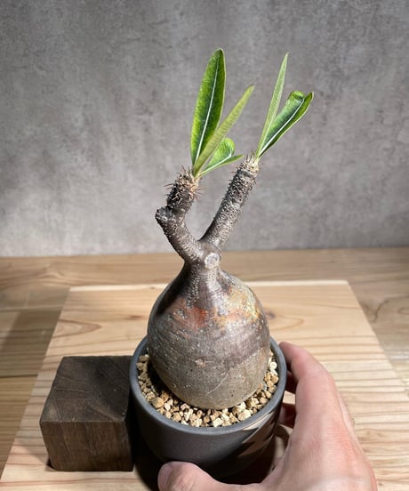 パキポディウム グラキリス　Pachypodium gracilius 　発根済　(商品番号gk-97valiem)  VALIEM 　(VALIEMタグ付き)