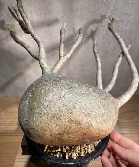 パキポディウム グラキリス　Pachypodium gracilius 　発根済　(商品番号gk-90)