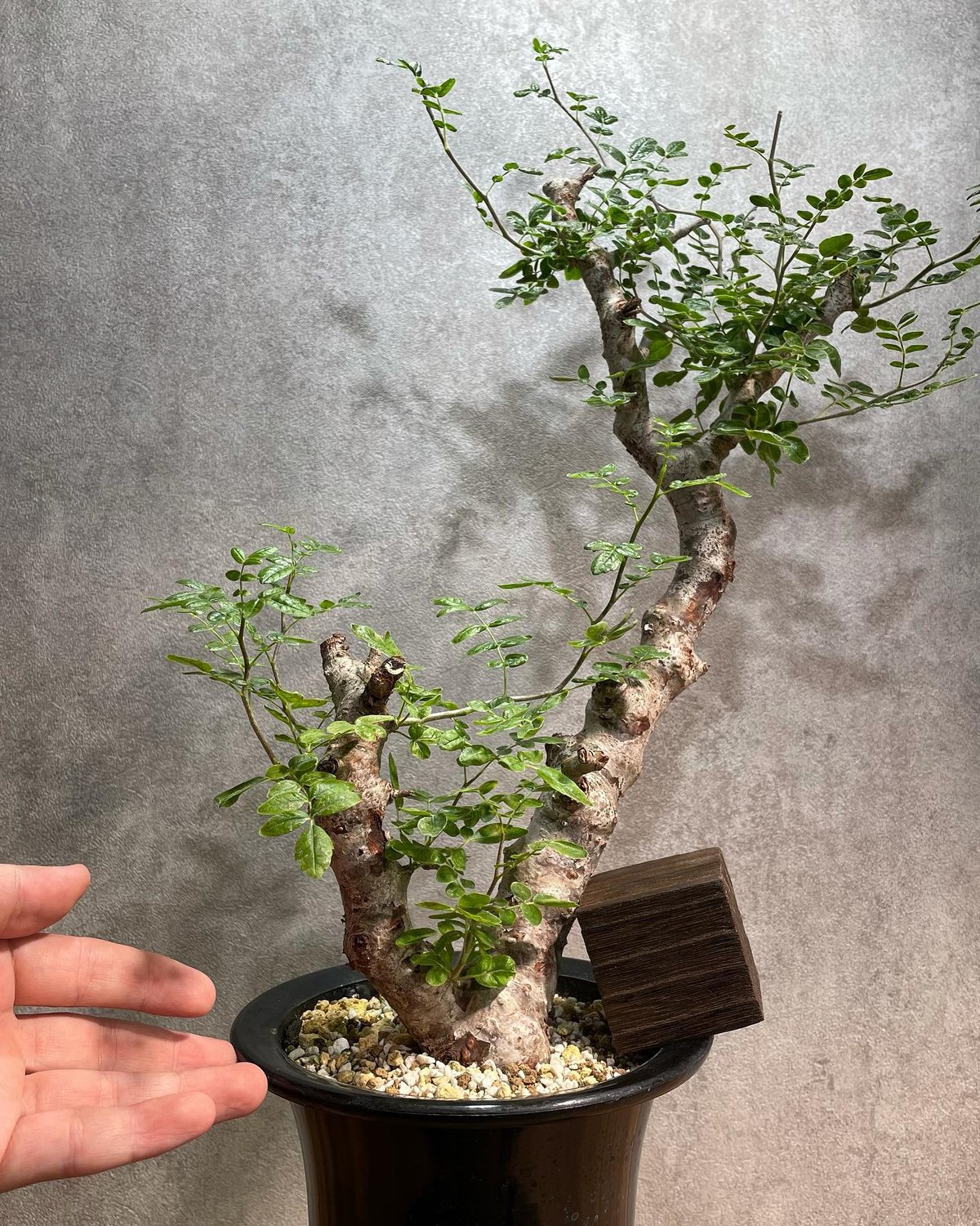 コミフォラ モンストローサ /Commiphora monstrosa 発根済 (幹幅