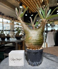 パキポディウム グラキリス　Pachypodium gracilius 　発根済　(gk-555)