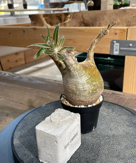 パキポディウム グラキリス　Pachypodium gracilius 　発根済　(gk-431)