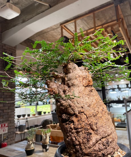 オペルクリカリア パキプス／Operculicarya pachypus　発根済　(商品番号PP-109)　(塊根幅約14㎝)