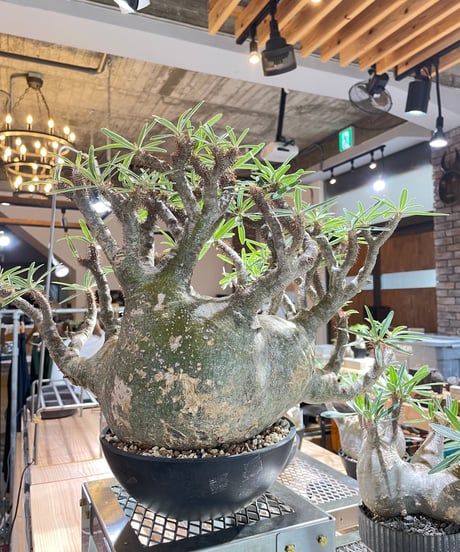 パキポディウム グラキリス　Pachypodium gracilius 　発根済　(gk-496）