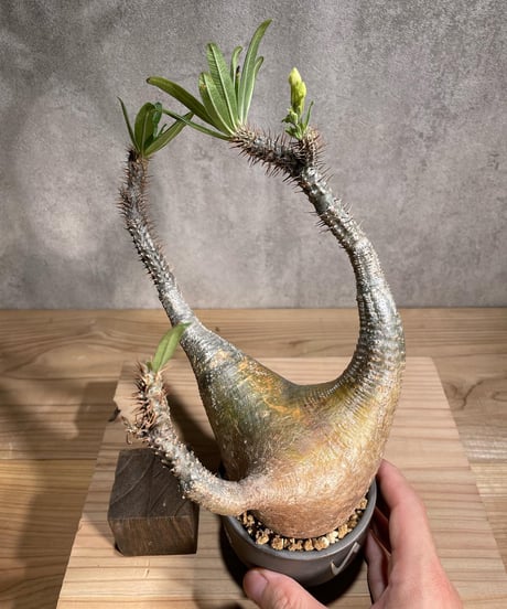 パキポディウム グラキリス　Pachypodium gracilius 　発根済　(商品番号gk-92valiem)  VALIEM 　(VALIEMタグ付き)