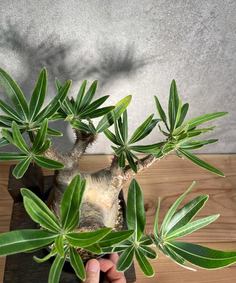 パキポディウム グラキリス　Pachypodium gracilius 　発根済　(商品番号gk-13)
