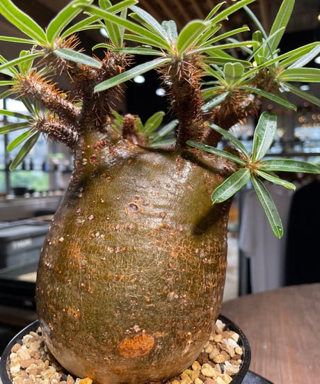 パキポディウム グラキリス　Pachypodium gracilius 　発根済　(gk-411)