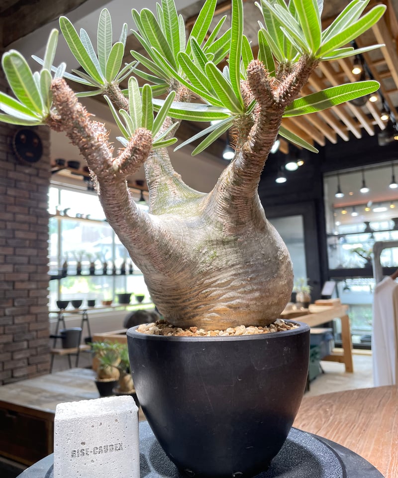 パキポディウム グラキリス Pachypodium gracilius 発根済 (gk-47