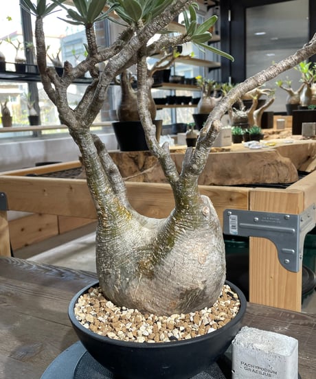 パキポディウム グラキリス　Pachypodium gracilius 　発根済　(gk-428)